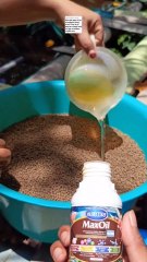 Takaran Maxoil untuk budidaya lele skala sedikit