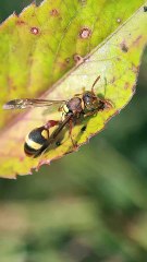 Video Macro lebah vespa