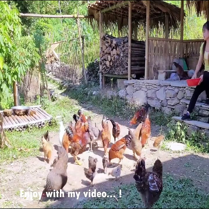 Take down the outdated bamboo house. peaceful existence interacting with nature