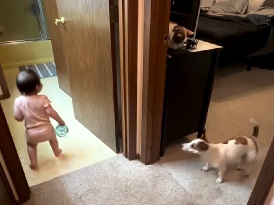 Hund spielt mit Kleinkind Fangen und geht viral