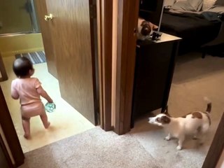 Hund spielt mit Kleinkind Fangen und geht viral