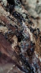 Video Macro Semut hitam