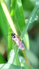 Video Macro lebah zombie