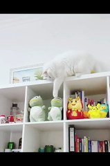 New fanny cat #love#short