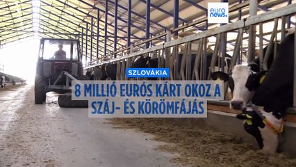 Nyolcmillió euróra becsülik a száj- és körömfájás okozta károkat Szlovákiában