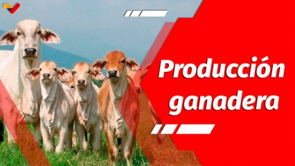 Resumen Aló Presidente | Impulso productivo para la producción nacional ganadera