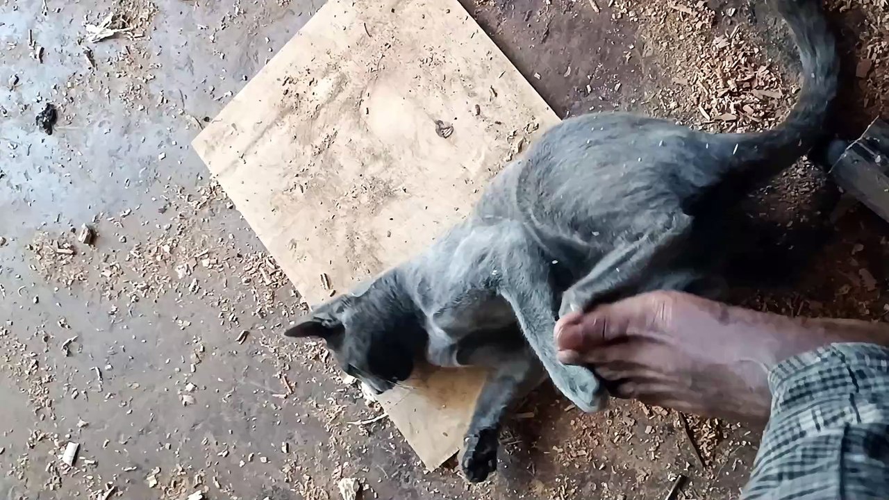 Dangerous grey cat, sharp teeth! 😼