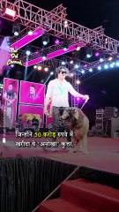 What would you like to say about this “dog” worth £4.4 million (Rs. 50 crores)?