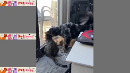 Funny Cat Videos 2025 #cutecats  #funny #video #funnypet #petshort #10min #10minutes