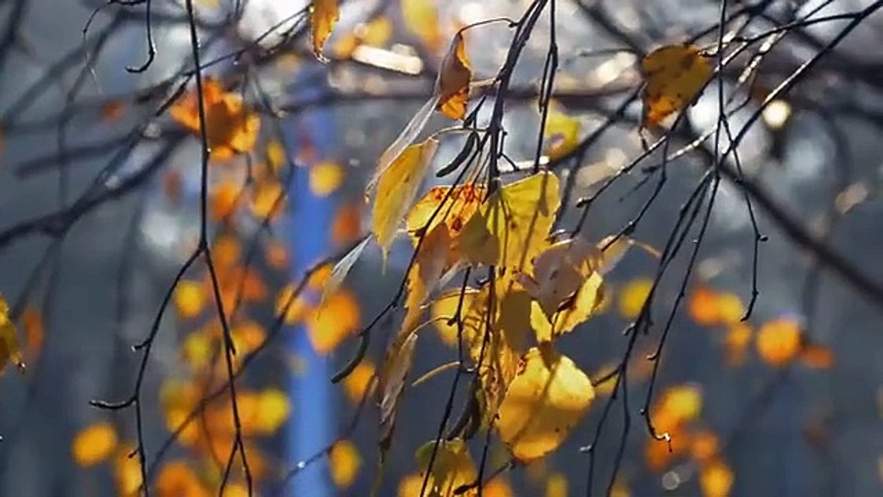 Video 8