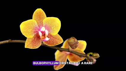 Bulbophillum cristaa galii insitu jungle orchide sumatera