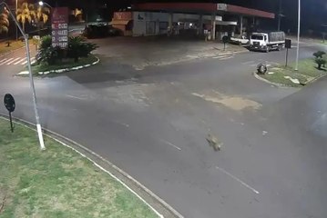 Onça é flagrada em avenida de cidade do Paraná; veja o vídeo