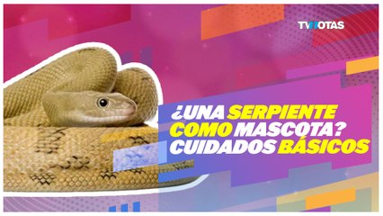 ¿Una serpiente como mascota? Cuidados básicos