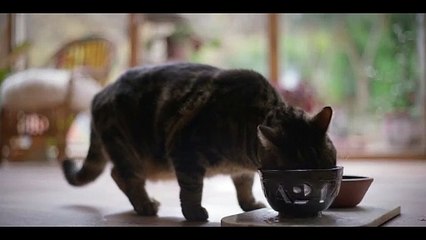 Haz que regrese - Teaser Tráiler Subtitulado
