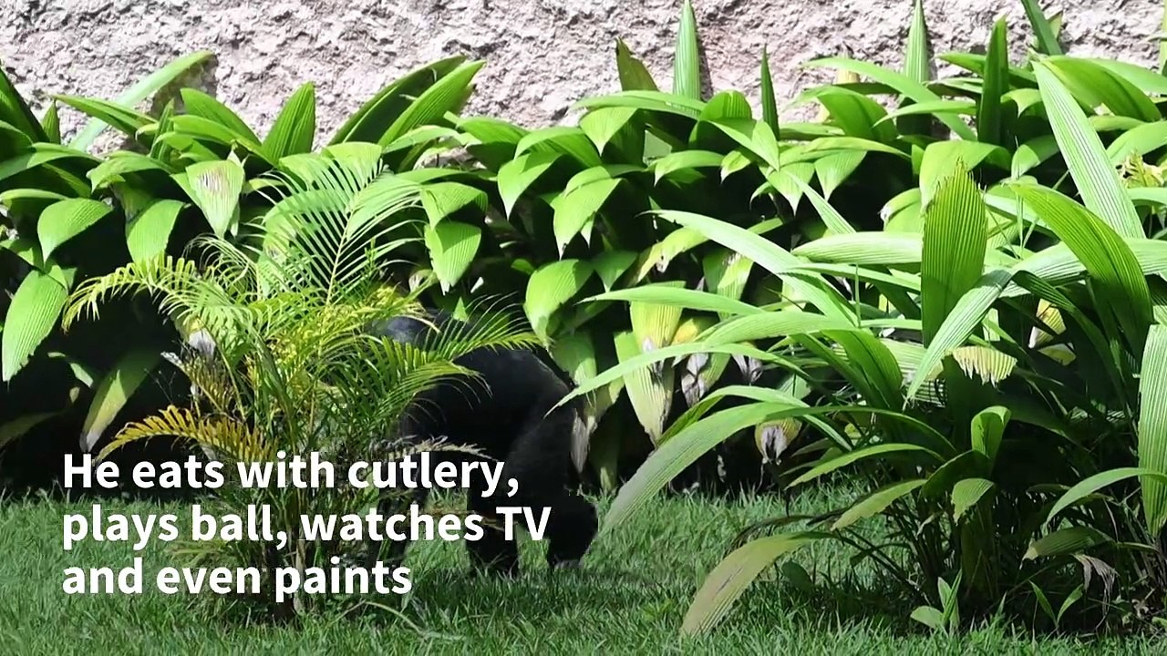 Colombia transfers its last captive great ape to a sanctuary in Brazil