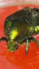 This Beetle Got an Incredible Epoxy Makeover! ✨