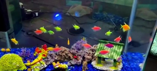 Operação apreende quase 60 mil peixes geneticamente modificados