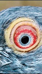 Subscribe Our YouTube Channel For Complete Videos https://www.youtube.com/@PakistanPigeonAssociation