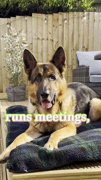 Animals Pets Bred Circle meet the German shepherd dogs breed gsd