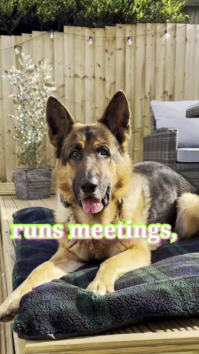 Animals Pets Bred Circle meet the German shepherd dogs breed gsd