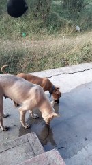 Cute dog _cute _dogreels_tamil_shortsvideo_#shorts_#reels #newreeels #
