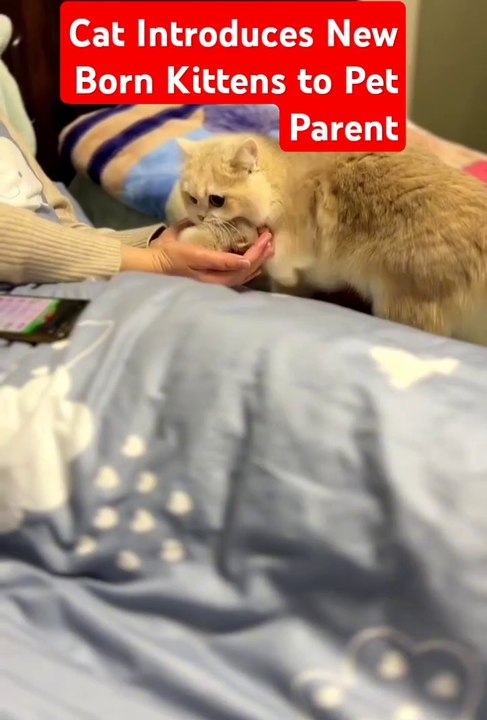 Cat Introduces New Born Kittens to Pet Parent