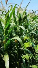 From Plowing to Planting: Growing Corn Step by Step - Part 13 l at 60 day  old