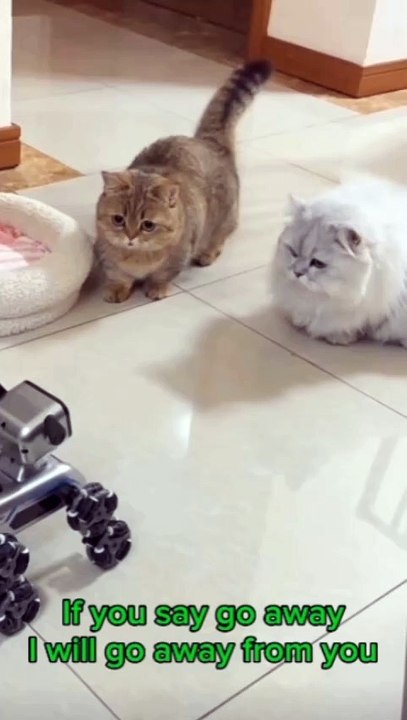 Cats vs Robots
