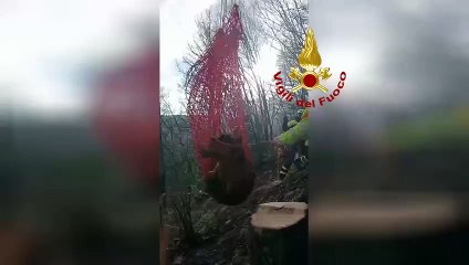 Piacenza - Mucca in un dirupo, l'intervento dei vigili del fuoco (23.03.25)