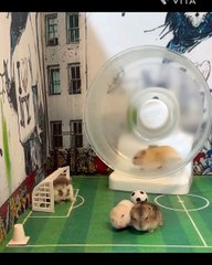 🐹 **Unlock the Cutest Secrets of Hamsters!** 🐹 In this captivating video,