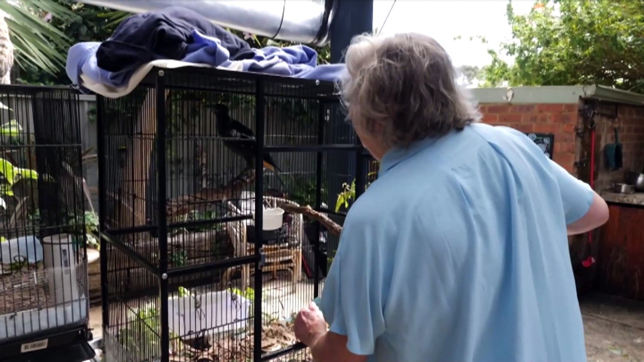 Mystery illness killing hundreds of birds across WA leaving wildlife carers deeply concerned