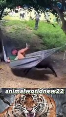 Hilarious Animal Fails That Will Make Your Day!