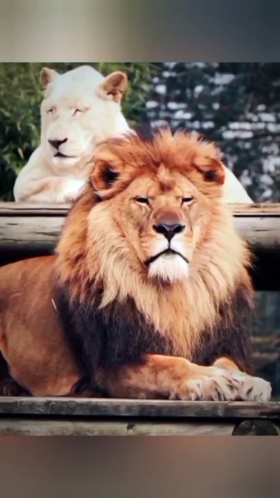 Epic Animal Pranks – You Won’t Stop Laughing!