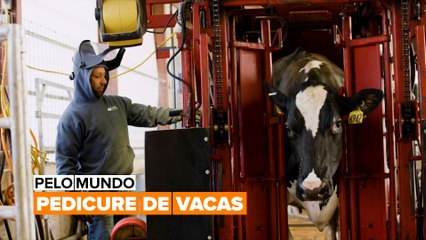 Pelo Mundo: Pedicure de vacas