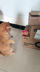 Who can resist a silly little cat?