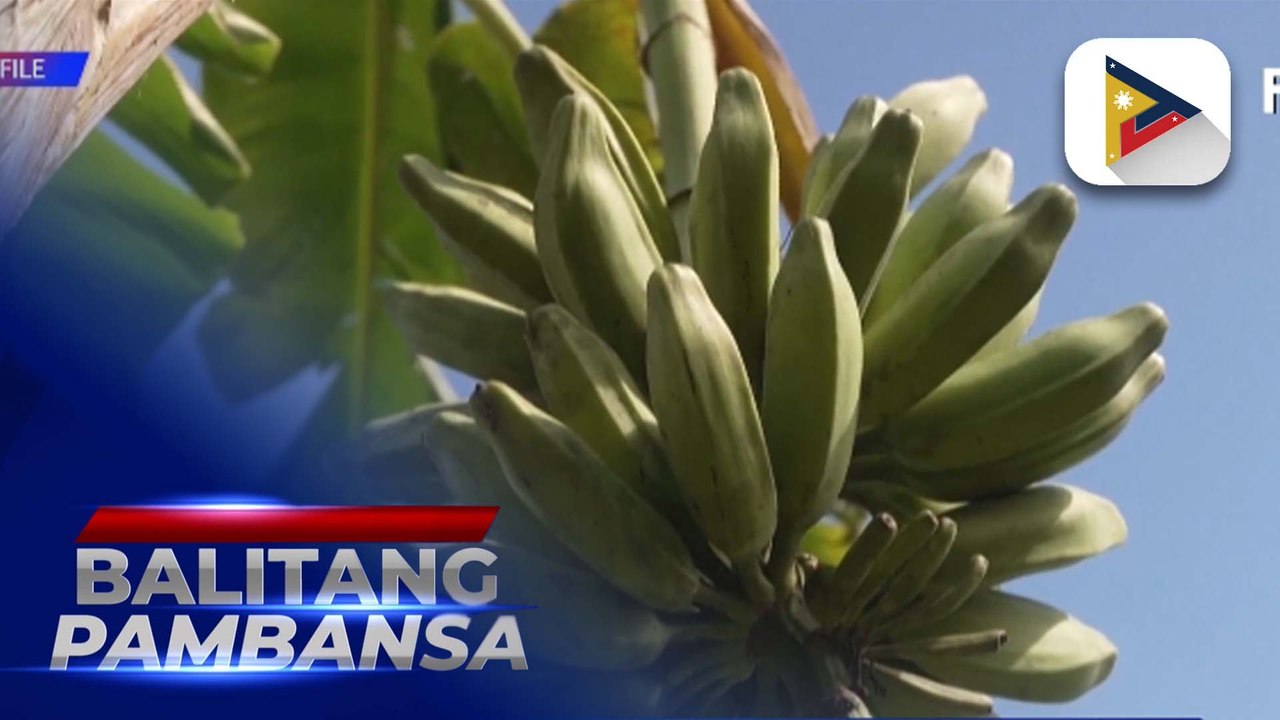 D.A. at Japan, pinag-uusapan na ang pagpapababa ng taripa ng ineexport na saging ng Pilipinas sa Japan