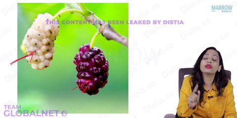 36. lateral wall of nose