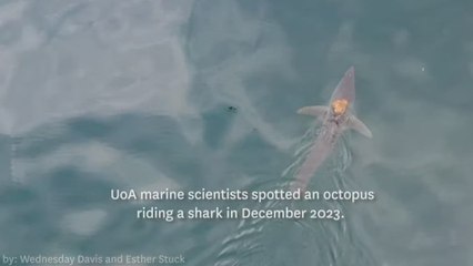 El tiburón más rápido del mundo se encuentra con un nuevo pasajero 'cabalgando' en su lomo