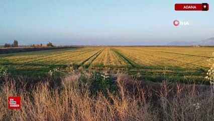 Adana'da buğdayı don ve kuraklık vurdu