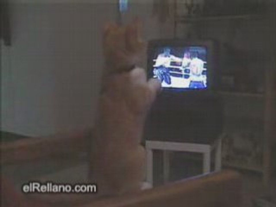 Chat Boxe