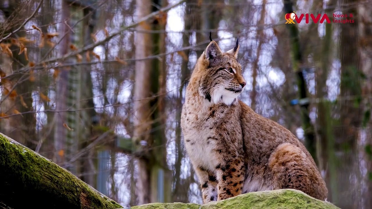Bak Tentara Kiriman Tuhan, Kucing Lynx Gurun Se...
