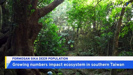Southern Taiwan's Growing Sika Deer Population Impacts Local Ecology