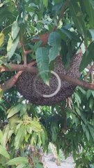 La increíble técnica de defensa de las abejas para sobrevivir que pocas veces se puede ver