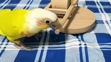 parrot is enjoying at home. #playing