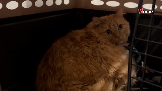 Elle recueille un chaton de 3 jours : 4 ans plus tard, elle découvre une vérité bouleversante