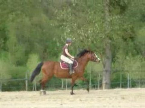 C 05.08 prana et capu trot