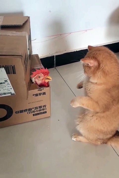 Cute cat 😼❤️ #shorts #kitten #cuteanimals