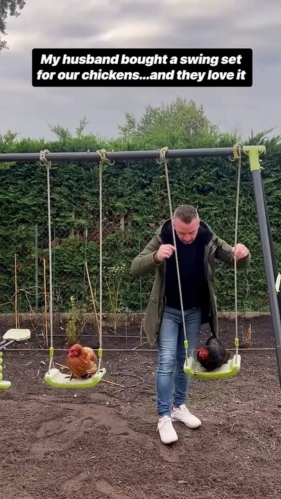 Husband bought a swing set for our chickens #shorts #chicken #cute