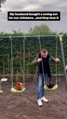 Husband bought a swing set for our chickens #shorts #chicken #cute
