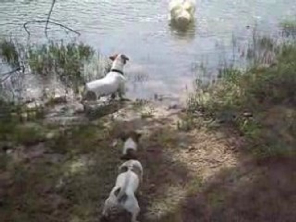 Amy et Bud et le cygne